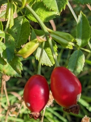 Rosa canina