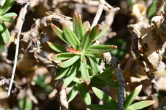 Sedum frutescens