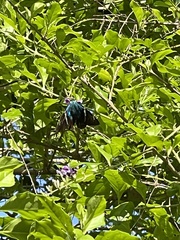 Astraptes fulgerator