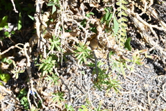 Sedum frutescens