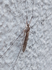 Tipuloidea
