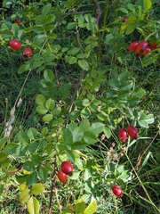 Rosa canina