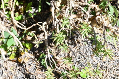 Sedum frutescens