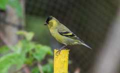 Spinus barbatus