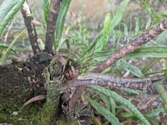 Prasinohaema prehensicauda