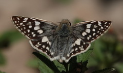 Heliopetes domicella