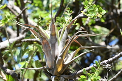 Tillandsia bourgaei