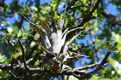 Tillandsia bourgaei