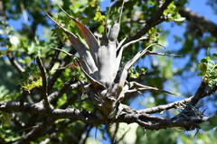 Tillandsia bourgaei