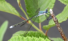 Lestes dryas