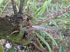 Prasinohaema prehensicauda