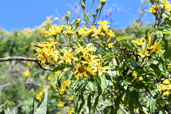 Dendroviguiera eriophora