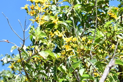Dendroviguiera eriophora