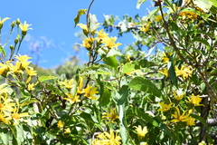Dendroviguiera eriophora