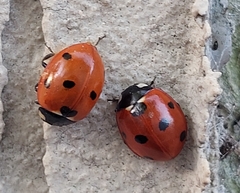 Coccinella septempunctata