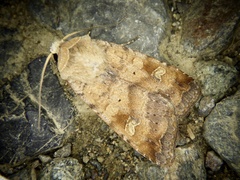 Diarsia canescens