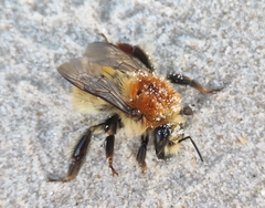 Bombus muscorum