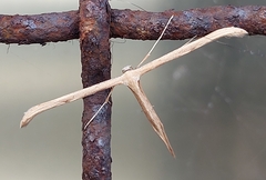 Emmelina monodactyla