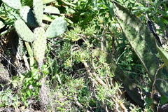 Sedum frutescens