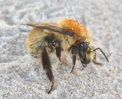 Bombus muscorum