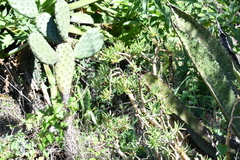 Sedum frutescens