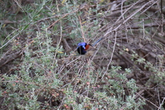 Malurus assimilis assimilis