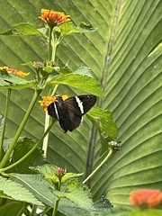 Autochton bipunctatus