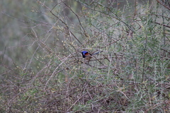 Malurus assimilis assimilis