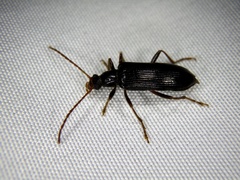 Macrolagria rufobrunnea