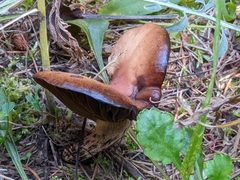 Gomphidius glutinosus