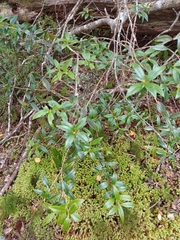 Metrosideros umbellata