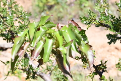 Pittocaulon praecox