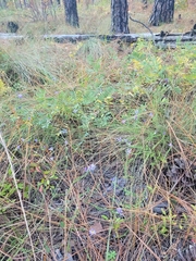 Symphyotrichum walteri