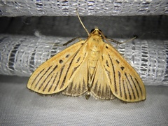 Tyspanodes striatus