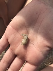 Megalorchestia corniculata