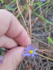 Symphyotrichum walteri
