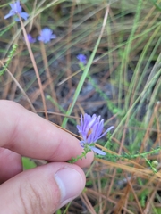 Symphyotrichum walteri