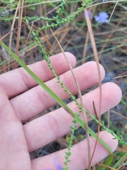 Symphyotrichum walteri