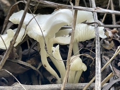 Lactocollybia