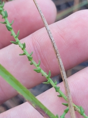 Symphyotrichum walteri