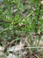 Cryptandra spinescens