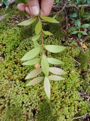 Metrosideros umbellata