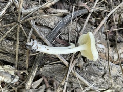 Lactocollybia