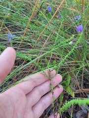 Symphyotrichum walteri