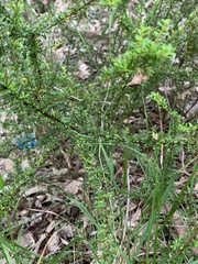 Cryptandra spinescens