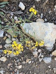 Psilostrophe tagetina