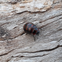 Platyphora congregata