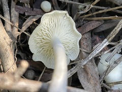 Lactocollybia