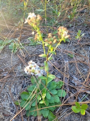 Sericocarpus asteroides