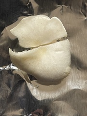 Lactocollybia